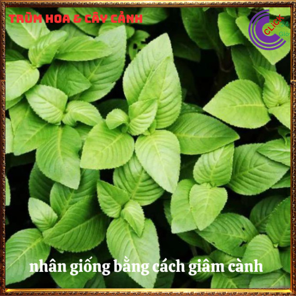 Chậu rau xá xị thơm ngon vừa là thảo dược quý nhà trồng siêu an toàn⏰ TRÙM HOA VÀ CÂY CẢNH