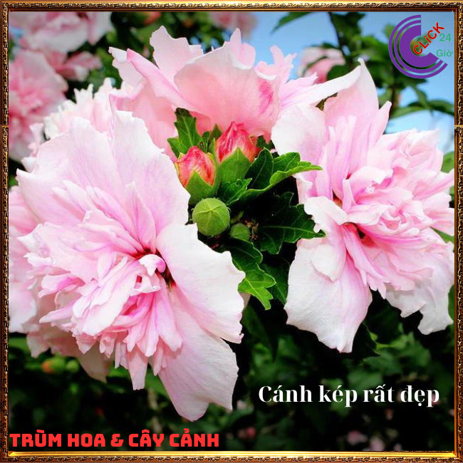 Cây hoa mộc liên phù dung 1 bông đổi 3 sắc hoa trong 1 ngày hoa lạ mắt⏰Hoa Mười Giờ Bonsai & Phụ Kiện