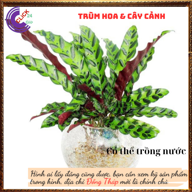 Chậu đuôi phụng có nhiều contrồng trong nhà máy lọc không khí tự nhiên⏰TRÙM HOA VÀ CÂY CẢNH