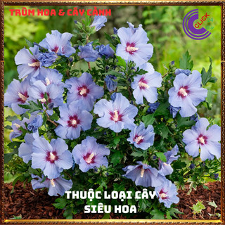 Hoa thiên quý tím cánh đơn siêu đẹp hoa lạ giống mới hoa dâm bụt mới🕰Yêu Nhà Yêu Hoa
