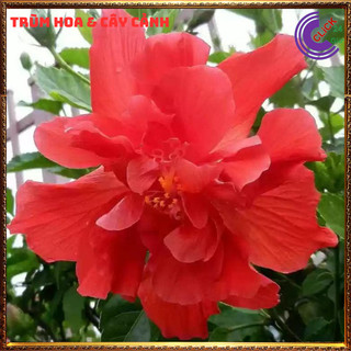 Cây hoa dâm bụt thái màu đỏ cánh kép bông bụp đại hồng hoa cẩm quỳ to💍SHOP PP ONLINE CLICK 24 GIỜ