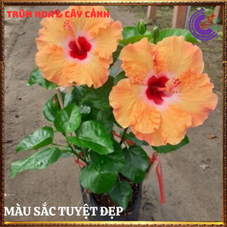 Cây hoa dâm bụt thái vàng mơ cánh đơn bông bụp đại hồng hoa cẩm quỳ to️💄Siêu Thị Hoa