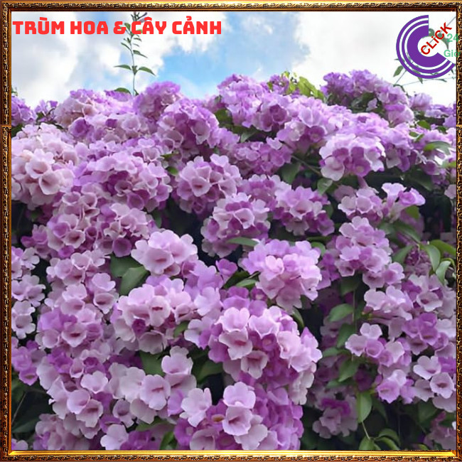 Cây ánh hồng lan tỏi xua đuổi rắn, côn trùng, trừ tà làm cổng rào⏰ Hoa Mười Giờ Bonsai & Phụ Kiện
