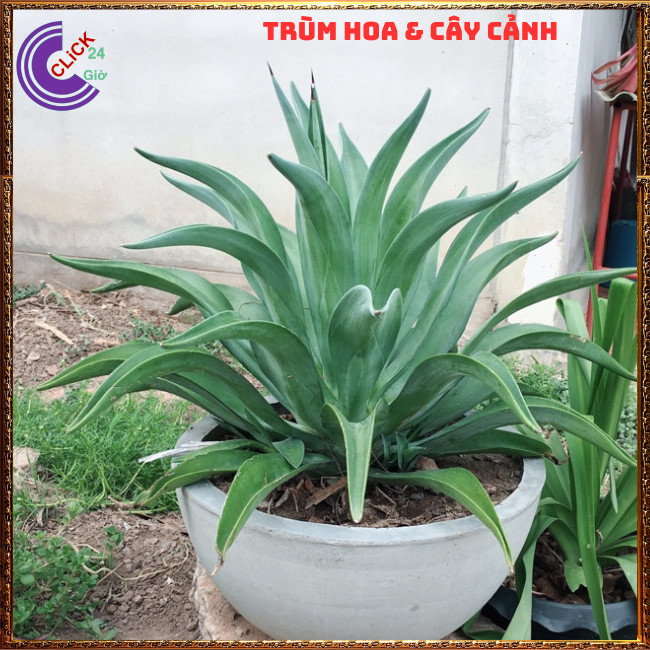 CÂY DỨA NAM MỸ MANG LẠI VẺ ĐẸP SANG TRỌNG, THẢO DƯỢC NHIỀU CÔNG DỤNG⏰ TRÙM HOA VÀ CÂY CẢNH