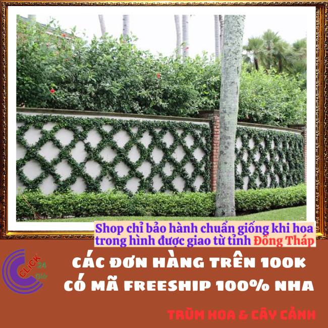 Combo 2 chậu Cây thằn lằn bám tường không hại tường vảy ốc⏰Hoa Mười Giờ Bonsai & Phụ Kiện