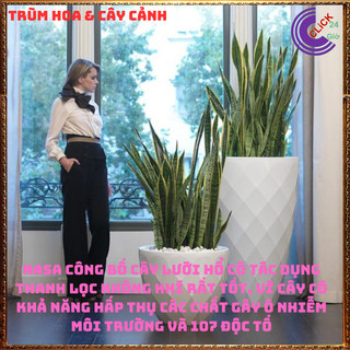CHẬU CÂY LƯỠI HỔ CAO HƠN 50 CM CÓ NHIỀU CÂY LỚN KHỎE HẤP THỤ ĐỘC TỐ 🍇Hoa Mười Giờ Bonsai & Phụ Kiện