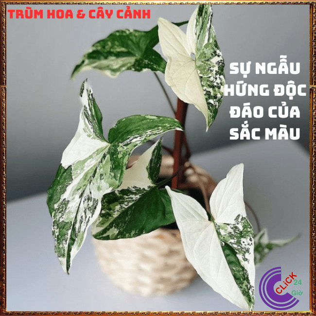 CHẬU CÂY TRẦU BÀ CẨM THẠCH TRỒNG TRONG NHÀ, ĐỂ BÀN SIÊU LỌC KHÔNG KHÍ⏰ Hoa Mười Giờ Bonsai & Phụ Kiện