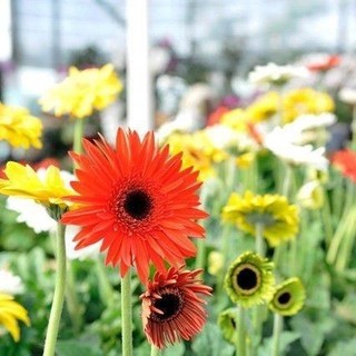 Hạt Giống Hoa Đồng Tiền Mix màu F1 - Giống chất lượng cao