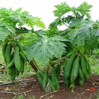Hạt Giống Đu Đủ Ruột Đỏ Siêu Dài