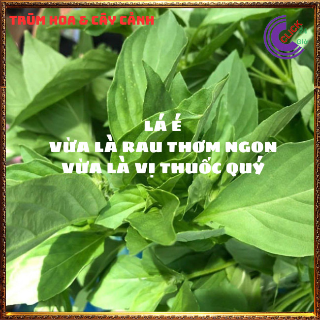Chậu rau lá é đặc sản thơm ngon và là thần dược của cơ thể ⏰Hoa Mười Giờ Bonsai & Phụ Kiện
