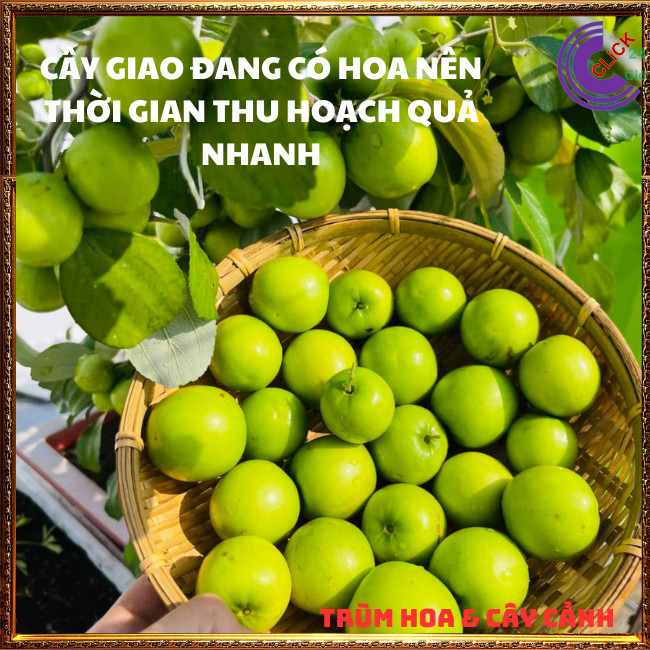 Cây Táo Thái Siêu Trái Ngọt Giòn Quả To Gấp 3 Lần Đang Có Hoa Rộ⏰ TRÙM HOA VÀ CÂY CẢNH