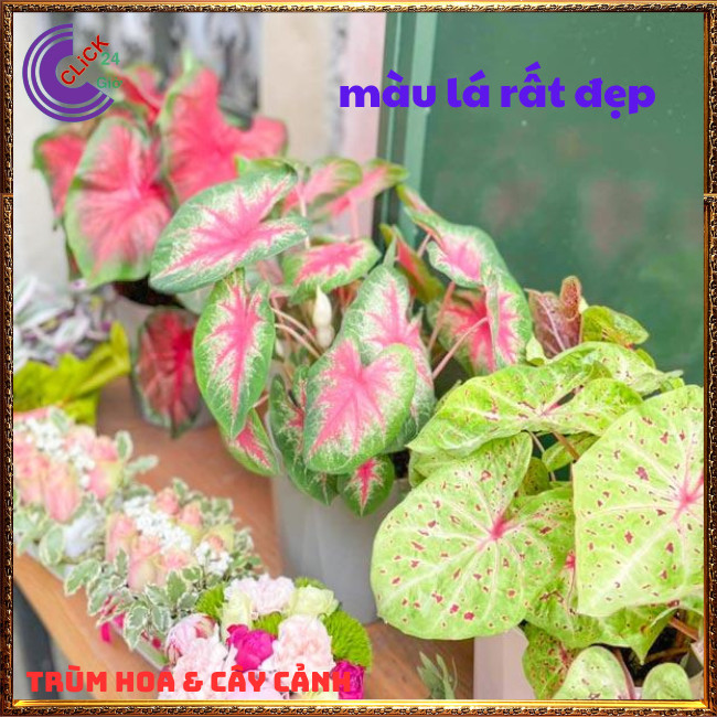 CHẬU MÔN ĐỐM ĐỂ BÀN LÀM TIỂU CẢNH XINH XẮN⏰TRÙM HOA VÀ CÂY CẢNH