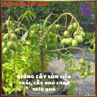 CÂY CÓC THÁI GIỐNG LÙN SIÊU QUẢ ĐANG HOA TRÁI QUANH NĂM GIÒN NGỌT️️🥁MiMa market