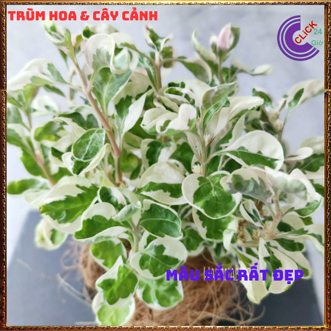 CHẬU CÂY CẨM THẠCH TRƯỜNG SINH THU HÚT TIỀN TÀI ĐEM LẠI MAY MẮN ⏰Hoa Mười Giờ Bonsai & Phụ Kiện