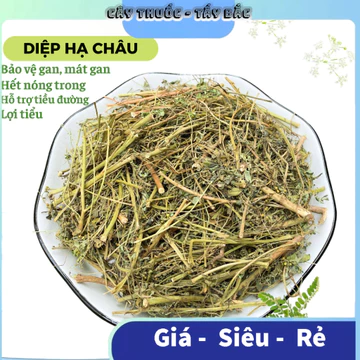Cây Diệp hạ châu khô Cây Chó đẻ răng cưa hạ men gan giảm sỏi thận tiết niệu thơm xanh DHC