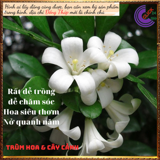 Cây nguyệt quế hoa thơm ngào ngạt nở hoa nở quanh năm xua đuổi tà khí️️🥁 MiMa market