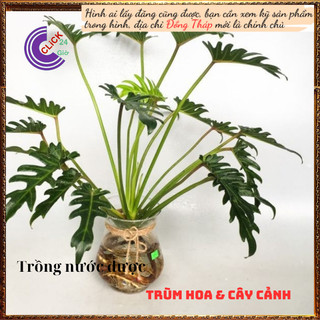 Chậu Trầu Bà Tay Phật Lá Xẻ Khía Lạ Mắt Hút Bức Xạ Của Đồ Điện Tử💍 SHOP PP ONLINE CLICK 24 GIỜ