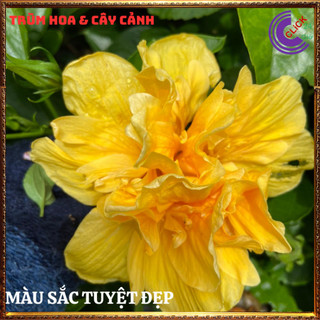 Chậu hoa râm bụt màu vàng cánh kép bông bụp thái đại hồng hoa cẩm quỳ️️🥁MiMa market