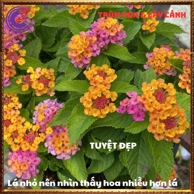 CÂY NGŨ SẮC SIÊU HOA TRỌN BỘ SƯU TẬP 50 MÀU TRÂM ỔI THƠM NGÁT ⏳ Hoa Mười Giờ Bonsai & Phụ Kiện