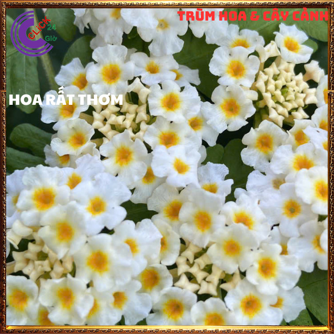 CÂY NGŨ SẮC TRẮNG KEM TRỌN BỘ SƯU TẬP 50 MÀU TRÂM ỔI THƠM NGÁT ⏳ Hoa Mười Giờ Bonsai & Phụ Kiện