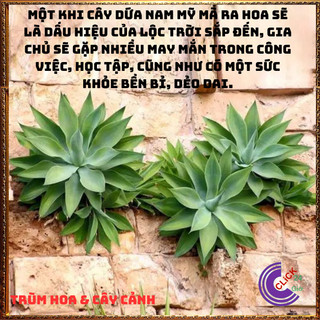 CÂY DỨA NAM MỸ ĐẸP SANG TRỌNG, THẢO DƯỢC NHIỀU CÔNG DỤNG HỮU ÍCH⏰ Hoa Mười Giờ Bonsai & Phụ Kiện