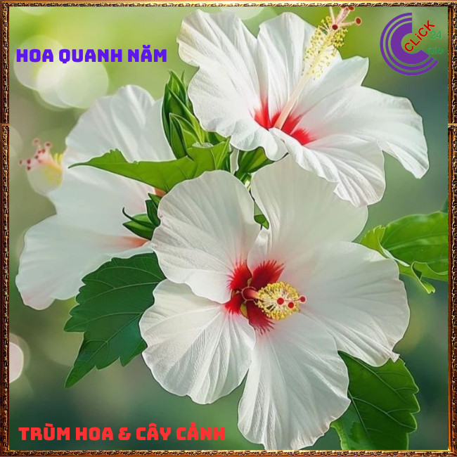 CHẬU CÂY HOA RÂM BỤT TRẮNG ĐƠN HOA TO KHỦNG NỞ QUANH NĂM BÔNG BỤP ĐẸP⏰ TRÙM HOA VÀ CÂY CẢNH