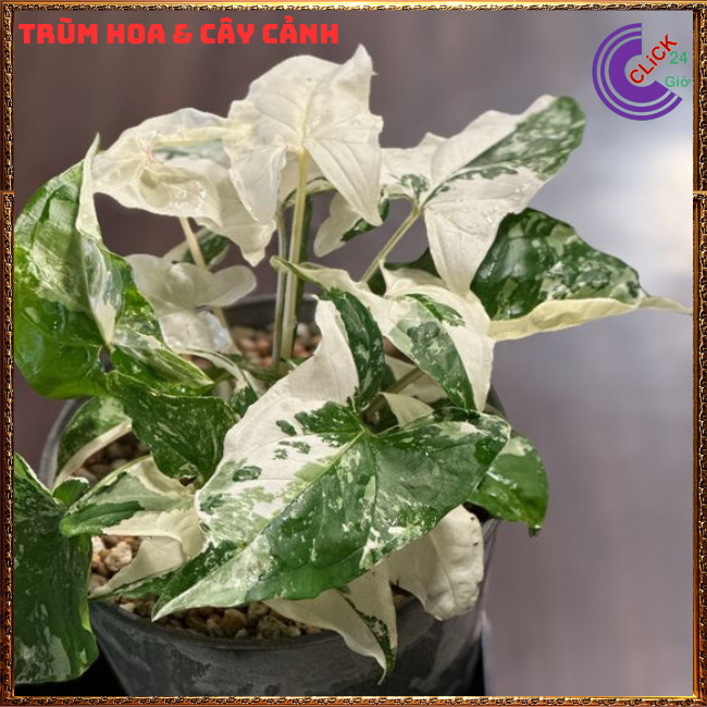 CHẬU CÂY TRẦU BÀ VÂN MÂY MỚI LẠ TRỒNG TRONG NHÀ LỌC KHÔNG KHÍ SIÊU TỐT⏰TRÙM HOA VÀ CÂY CẢNH