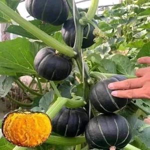 Hạt giống bí bơ hạt dẻ - ngọt nhất trong các loai bí - tỷ lệ nảy mầm 95% - Nông Nghiệp Việt