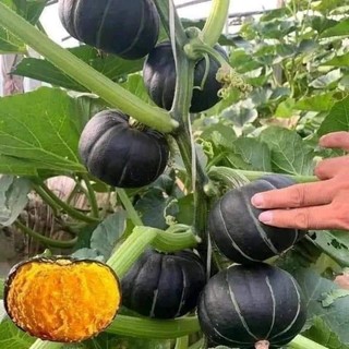 Hạt giống bí bơ hạt dẻ - ngọt nhất trong các loai bí - tỷ lệ nảy mầm 95% - Nông Nghiệp Việt