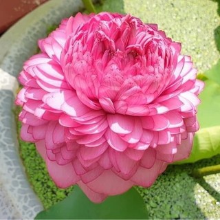 [HÀNG CHUẨN] - Hạt giống Hoa sen to  trồng cảnh quan
