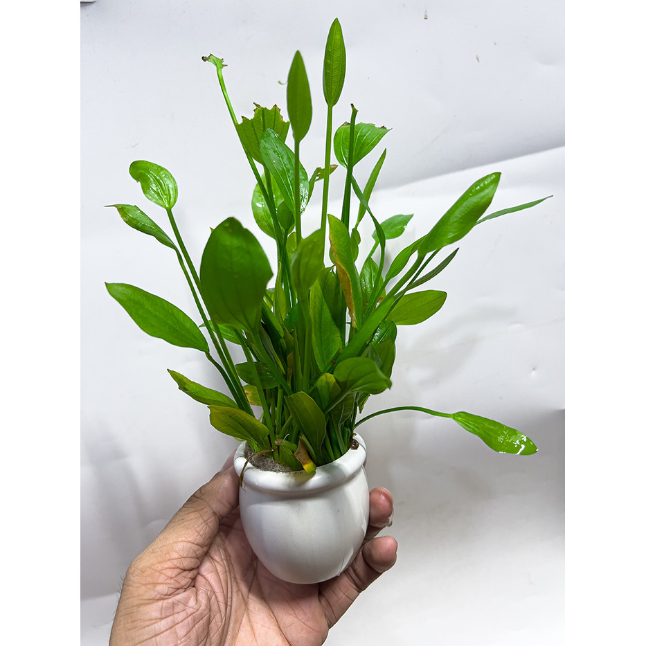 Lan Nước Chậu (Cây Thủy Sinh Dễ Trồng) Cho Bể Cá Cảnh