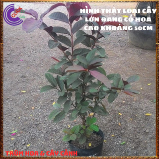 CÂY Ổi TÍM MALASIA THƠM NGỌT MÀU ĐẸP CAO 50CM️️🥁 MiMa market