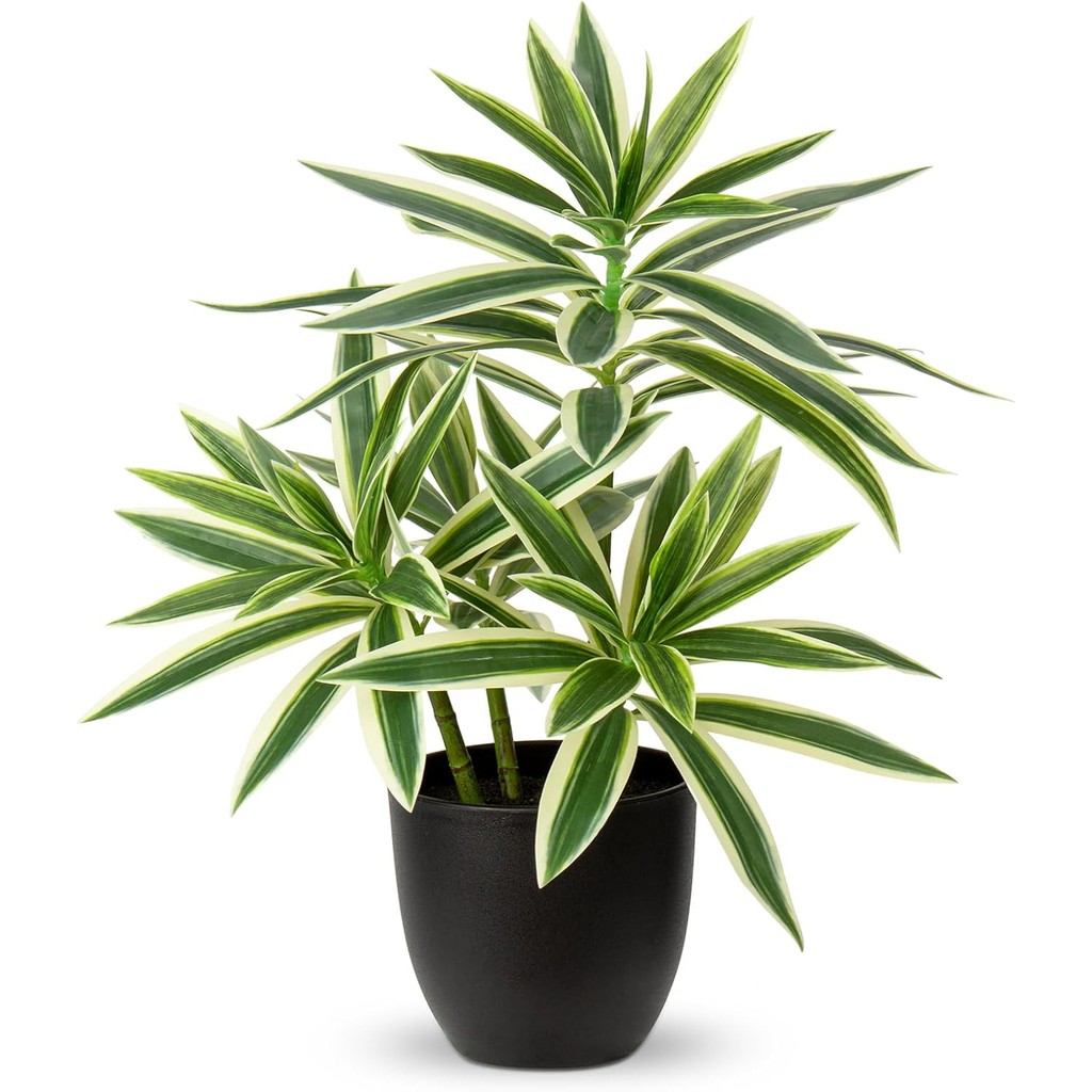 Cy gi Dracaena Cy nhn to Cy gi thc t trong chu Cy nh trong nh  Cy trng trong chu gi Trang tr cho gia nh Phng khch Phng tm Nh  vn