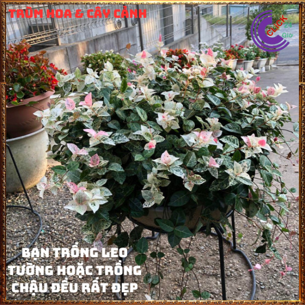 COMBO 2 CHẬU THẰN LẰN CẨM THẠCH TUYỆT ĐẸP DÂY LEO TƯỜNG XINH XẮN⏰Hoa Mười Giờ Bonsai & Phụ Kiện
