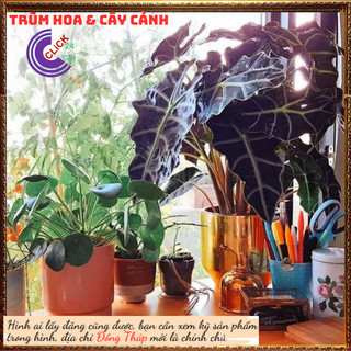 Cây trầu bà quan âm lá hình tim siêu cuốn hút mang đến điều tốt lành💍 SHOP PP ONLINE CLICK 24 GIỜ