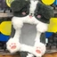 Hộp đựng thẻ ảnh CHEESELY, Photocard sang trọng đa chức năng, Thỏ tai lớn / Thẻ Collie viền chất lượng cao dành cho học sinh