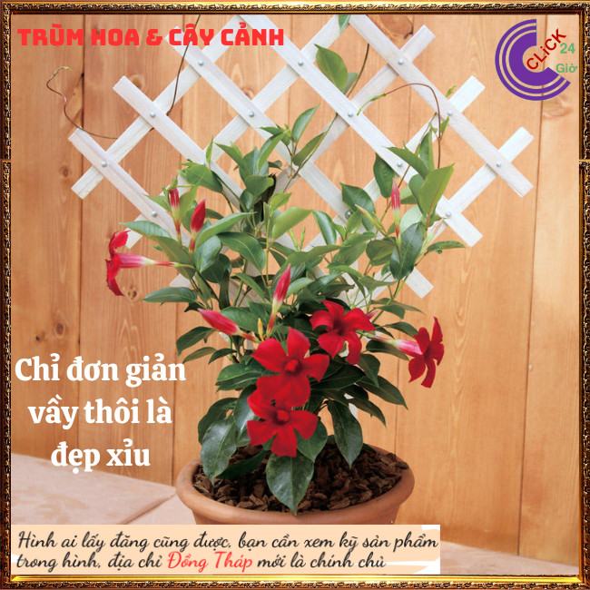 Chậu hoa huyết anh đỏ rực rỡ hoa leo siêu đẹp hoa trang đài đỏ son môi⏰Hoa Mười Giờ Bonsai & Phụ Kiện