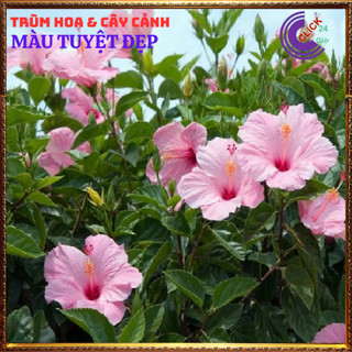 Cây hoa dâm bụt thái màu hồng cánh đơn bông bụp đại hồng hoa cẩm quỳ️💄Siêu Thị Hoa