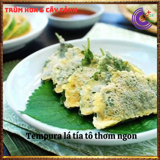Chậu rau tô diệp thơm ngon vừa là thảo dược rau nhà tự trồng siêu sạch️️🥁MiMa market