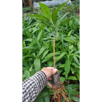 COMBO 5 Cây giống Sâm Cau Đỏ - bầu rễ ổn định, cây khỏe đẹp, dễ trồng