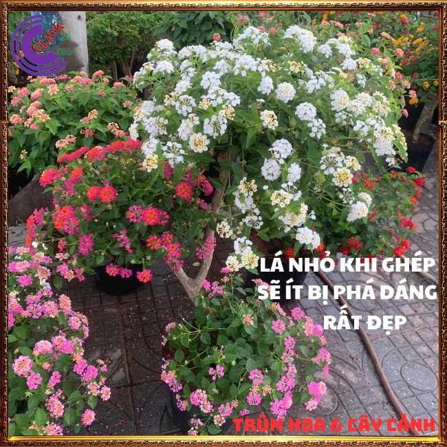 CHẬU TRÂM ỔI TRẮNG KEM THƠM NGÁT BỘ SƯU TẬP NGŨ SẮC 50 MÀU RỰC RỠ⏳ TRÙM HOA VÀ CÂY CẢNH