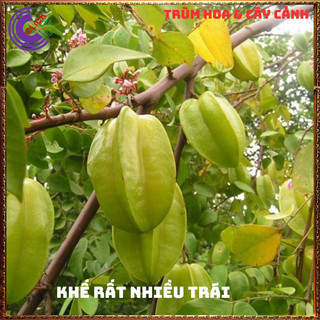 Chậu Cây Khế NGỌT Siêu Trái Cao 70 cm khỏe đẹp Nhiều dinh dưỡng🍉MiMa market