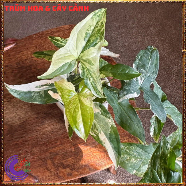 CHẬU CÂY TRẦU BÀ VÂN MÂY MỚI LẠ TRỒNG TRONG NHÀ LỌC KHÔNG KHÍ SIÊU TỐT⏰TRÙM HOA VÀ CÂY CẢNH