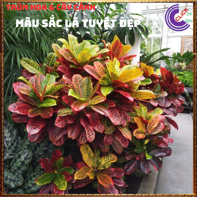 CHẬU CÂY CÔ TÒNG VÀNG ANH LÁ MÍT LỌC KHÔNG KHÍ CÔNG VIỆC SUÔNG SẺ⏰{{store}]