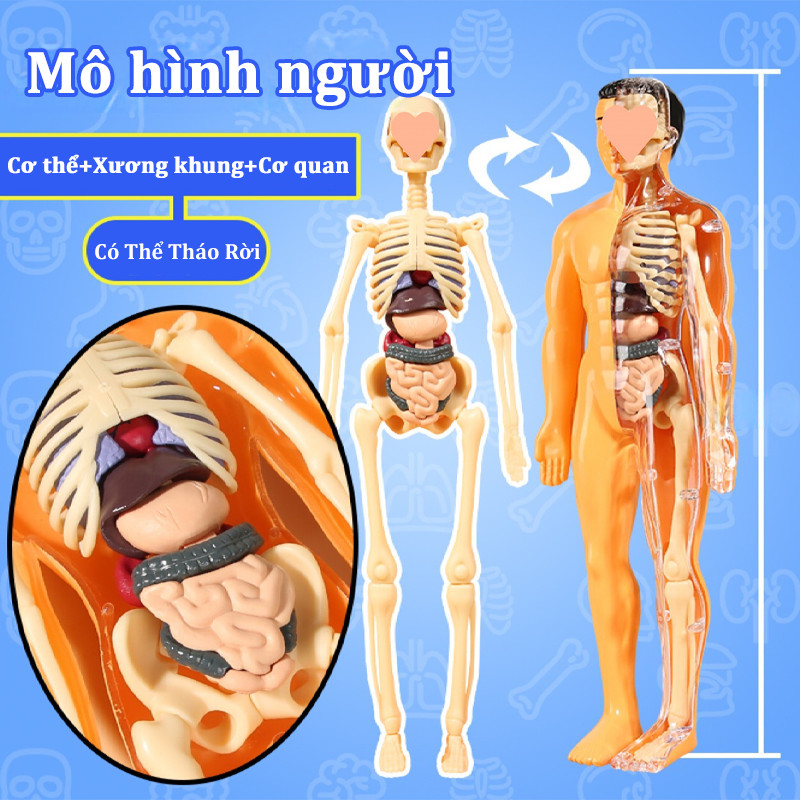 Mô hình người, Có Thể Tháo Rời, Mô hình giải phẫu cơ thể người cho bé khám phá, Đồ Chơi Khoa Học