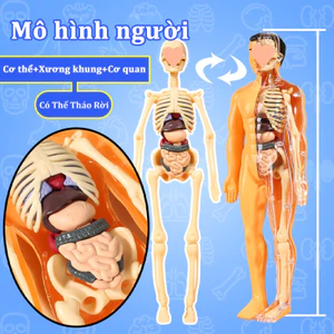 Mô hình người, Có Thể Tháo Rời, Mô hình giải phẫu cơ thể người cho bé khám phá, Đồ Chơi Khoa Học