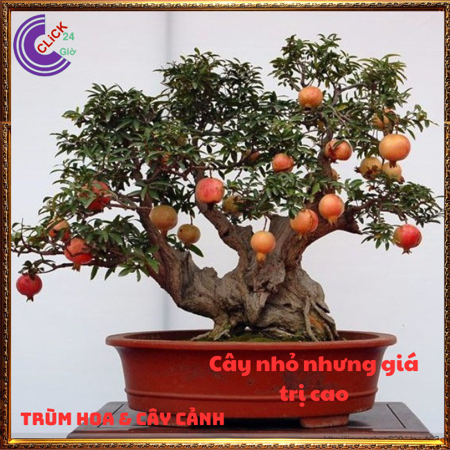 Cây Lựu Kiểng Mini Làm Bonsai Giao Cây Nguyên Bản Chưa Uốn⏰ Hoa Mười Giờ Bonsai & Phụ Kiện