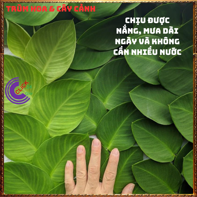 Cây TẮC KÈ XANH LÁ TO dây leo tường đẹp như tranh vẽ 60cm họ thằn lằn⏰Hoa Mười Giờ Bonsai & Phụ Kiện