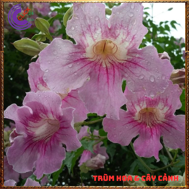 Chậu cây HỒNG PHÚC HỒNG THIÊN HƯƠNG dây leo hoa thơm nở quanh năm ⏰Hoa Mười Giờ Bonsai & Phụ Kiện