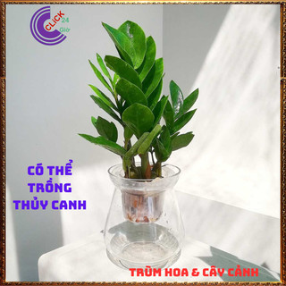 CHẬU CÂY KIM PHÁT TÀI NHỎ LÀM TIỂU CẢNH ĐỂ BÀN HÚT TÀI LỘC MAY MẮN 🕰Yêu Nhà Yêu Hoa